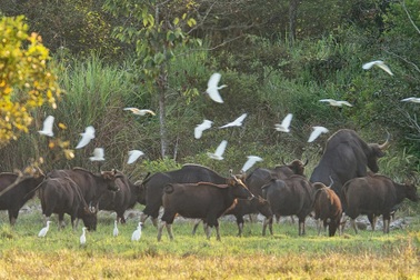 Bảo vệ động vật hoang dã là bảo vệ sự sống của con người