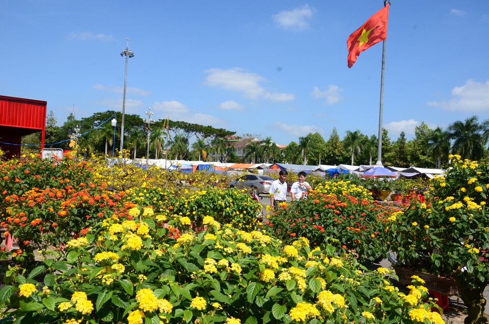 Hoa của núi rừng xuống phố khoe sắc đón Xuân - 8 Hoa của núi rừng xuống phố khoe sắc đón Xuân - 8