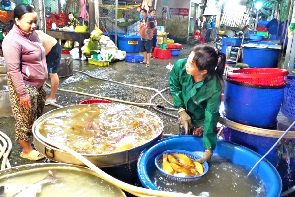 Chợ cá chép Tây Đô nhộn nhịp ngày đưa ông Táo về trời - 4 Chợ cá chép Tây Đô nhộn nhịp ngày đưa ông Táo về trời - 4