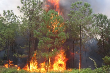 Khô hạn kéo dài, cháy rừng báo động đỏ