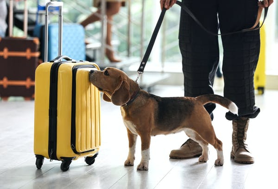 Chó có thể đánh hơi và phát hiện tiếng động từ khoảng cách bao xa? - 3 Chó có thể đánh hơi và phát hiện tiếng động từ khoảng cách bao xa? - 3