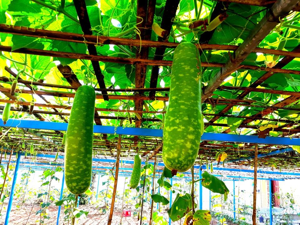 “Giải cứu” vườn rau, quả cho trường vùng cao trong mùa dịch Covid-19 - 3 “Giải cứu” vườn rau, quả cho trường vùng cao trong mùa dịch Covid-19 - 3