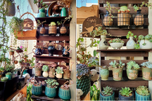 Mãn nhãn với vườn sen đá quý hiếm trên ban công 6m2 của mẹ đảm Hà thành