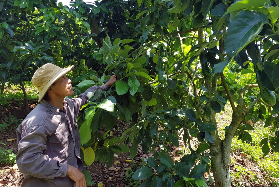 Phú Yên: Trồng cam trên vùng đất đỏ, lão nông thu hơn nửa tỷ đồng/năm - 4 Phú Yên: Trồng cam trên vùng đất đỏ, lão nông thu hơn nửa tỷ đồng/năm - 4