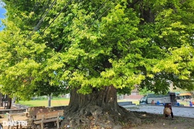 "Cụ thị" sống 3 thế kỷ được dân làng canh giữ như báu vật