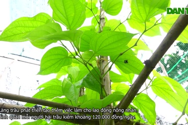 "Vương quốc lá" ở miền Tây giúp nông dân thoát nghèo