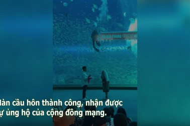 Màn cầu hôn đặc biệt ở thủy cung Phú Quốc