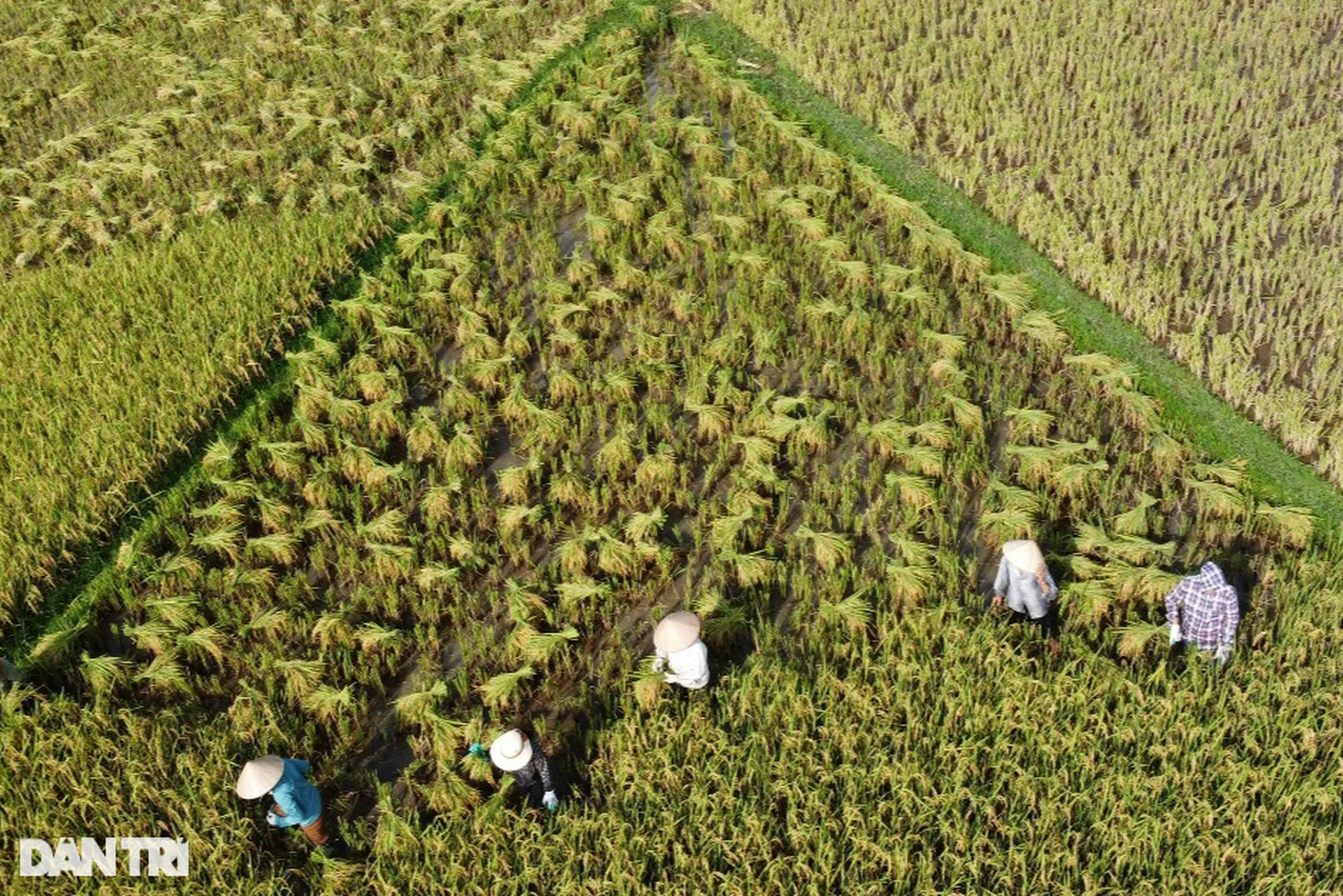 Người vùng cao băng rừng, vượt suối gùi mùa vàng về bản - 5