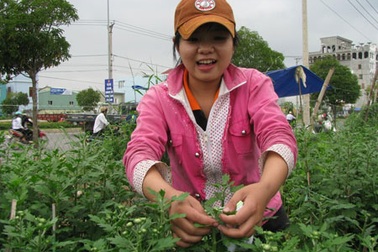 Sinh viên Đà Nẵng làm "nhà nông" kiếm thêm mùa Tết