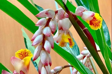 Hoa dại bờ bụi siêu đắt đỏ, mối buôn bán 2.000 cành/ngày