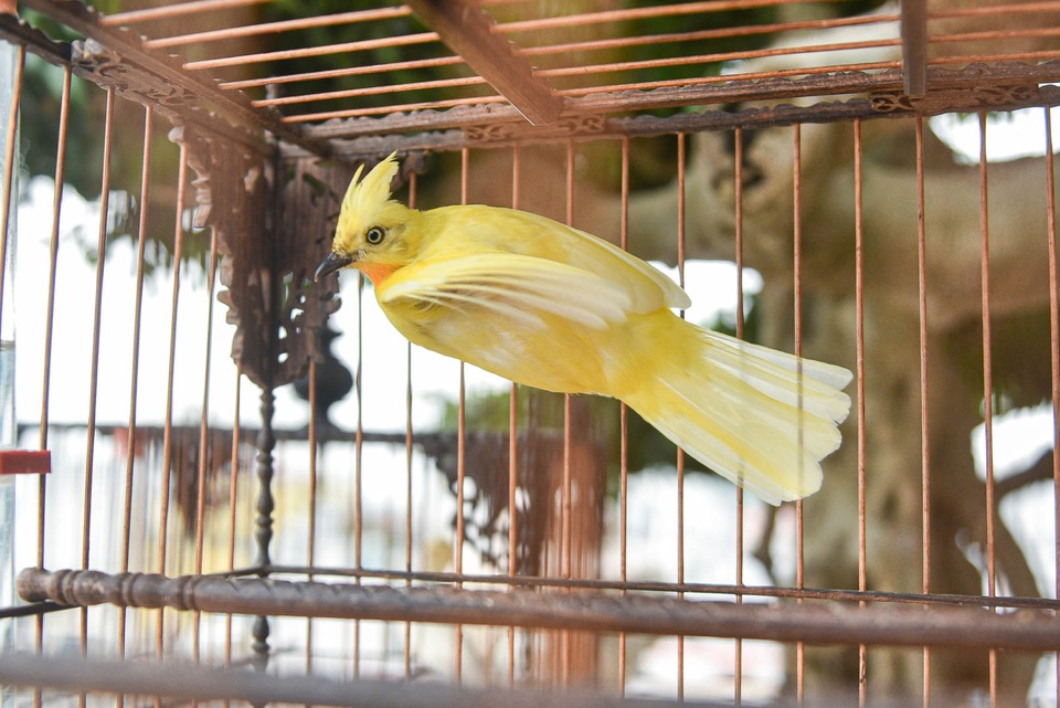 Săn lùng hoàng mào chơi Tết, đại gia thuê hẳn xe riêng đón chim quý về nhà - 7