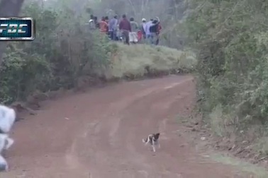 Chú chó thoát chết một cách thần kỳ khi chạy lạc vào đường đua xe ô tô