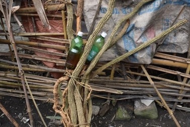 2 người tử vong sau khi uống rượu ngâm rễ cây rừng