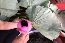 "Siêu phẩm" trà ướp hoa sen giá 40 nghìn đồng/búp hút dân Hà thành