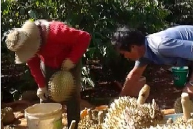 Ép chín sầu riêng bằng thuốc “lạ”