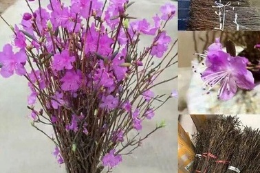 Sự thật bất ngờ về đỗ quyên ngủ đông khiến chị em phát “sốt”