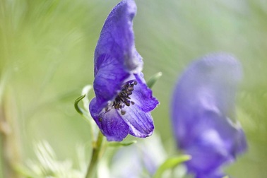 Hai người nhập viện sau khi uống trà thảo mộc