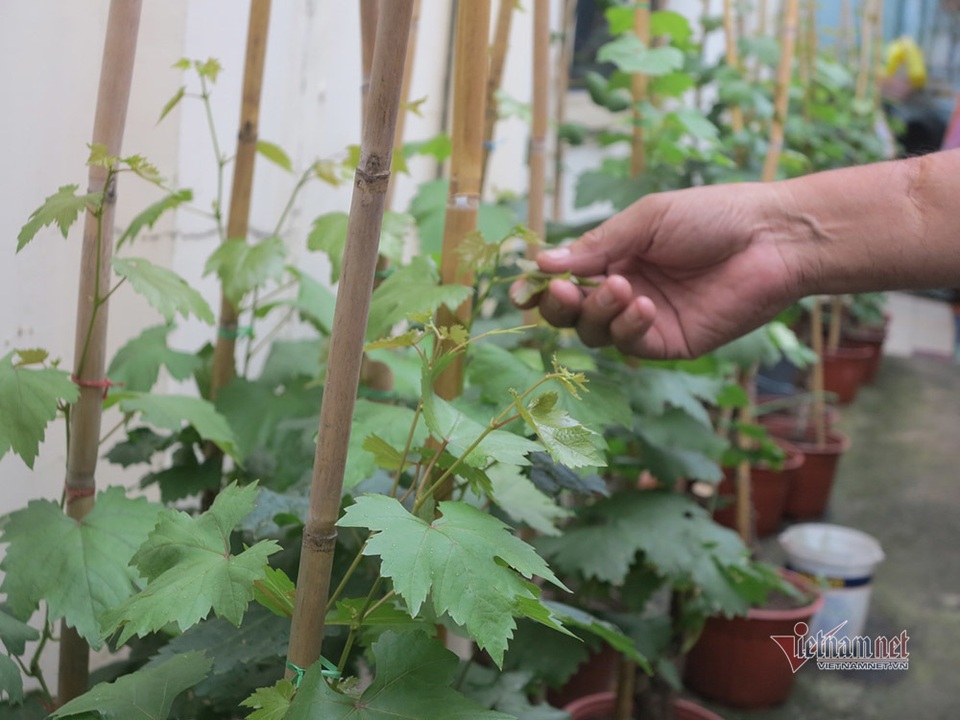 Từ gốc nho bạn tặng, nông dân Sài Gòn thu 500 triệu đồng/năm - 10