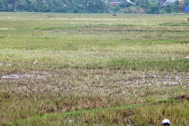 Nghệ An: Dịch cúm gia cầm xuất hiện