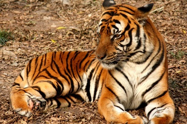 Vì sao hổ có màu cam?