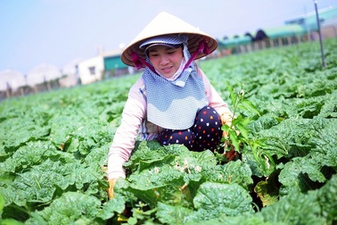 Vingroup ký thỏa thuận hợp tác với 500 hộ sản xuất