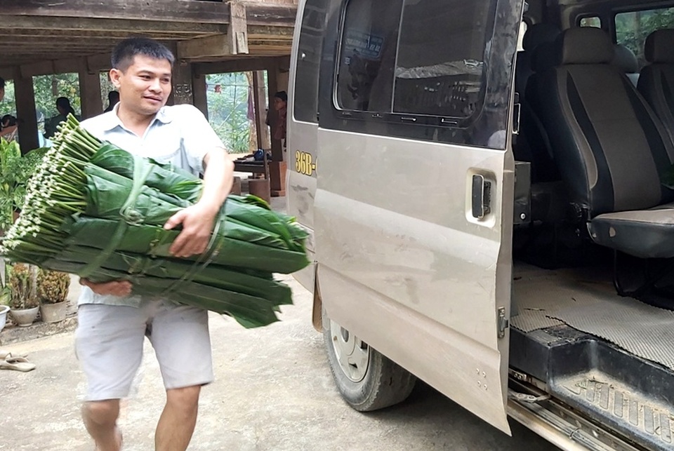 Thanh Hoá: Cận Tết, nhiều cụ bà gần 70 tuổi vẫn băng rừng, lội suối hái lá dong - 14 Thanh Hoá: Cận Tết, nhiều cụ bà gần 70 tuổi vẫn băng rừng, lội suối hái lá dong - 14