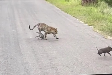 Lợn rừng lạc mẹ trở thành mồi ngon cho báo hoa mai