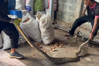 Trăn dài gần 4m bò vào nhà ăn thịt mèo cưng