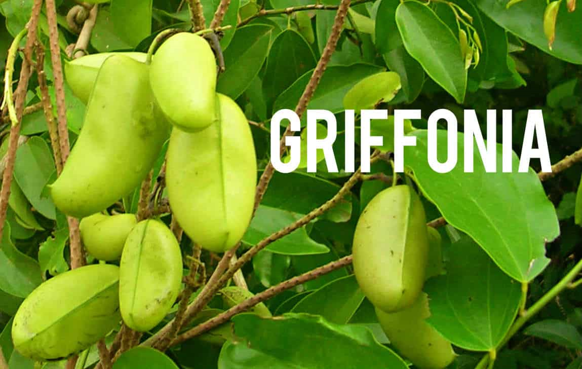 Tràng Phục Linh PLUS có thực sự hiệu quả cho người bị đại tràng? - 2