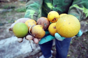 Bão nối bão, người trồng cam "tiến vua" không dám nhận đặt cọc của khách