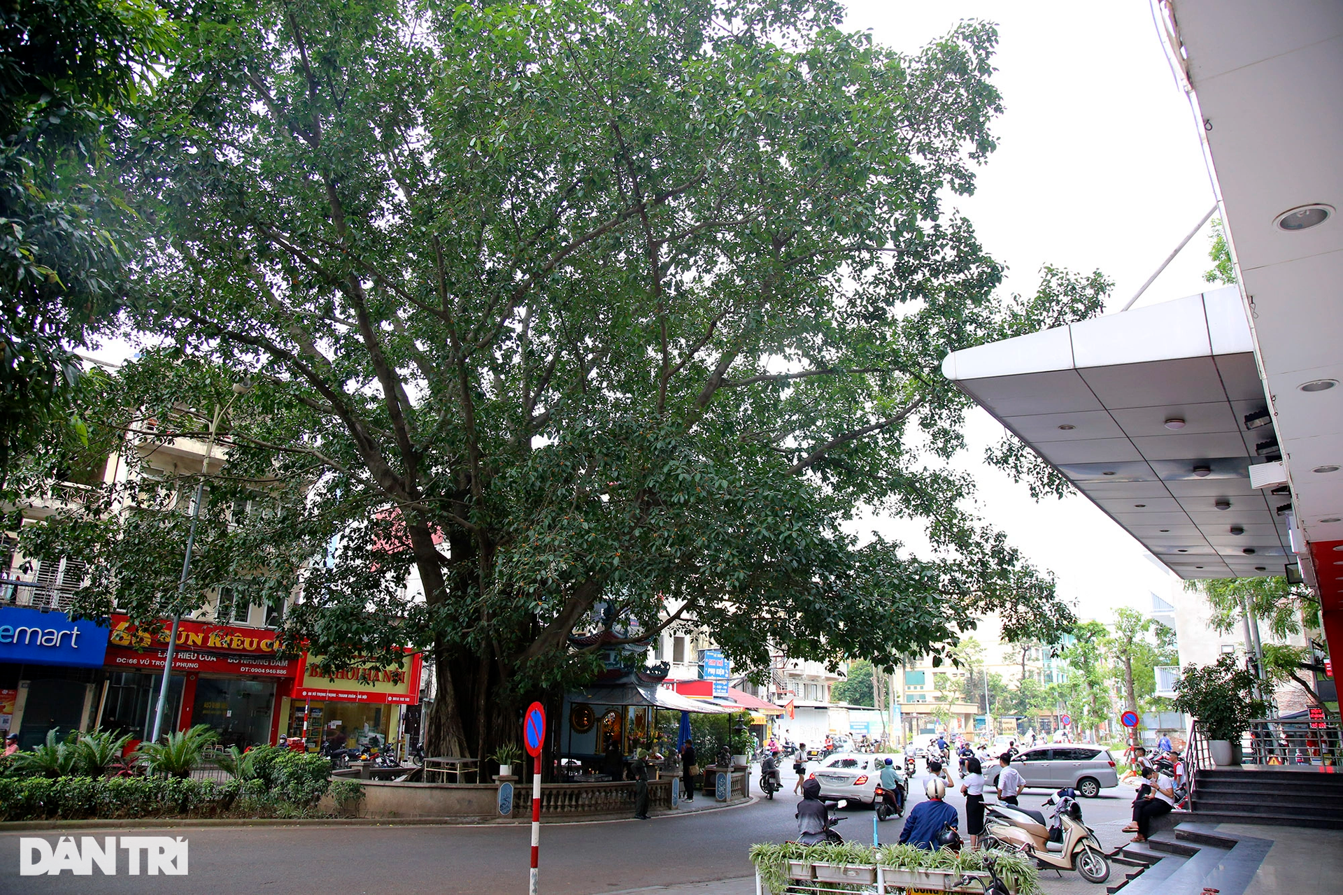 Những cây đại thụ án ngữ giữa đường lớn ở Hà Nội vẫn sống khỏe - 11 Những cây đại thụ án ngữ giữa đường lớn ở Hà Nội vẫn sống khỏe - 11