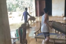 Gia đình ở Thái Nguyên đang dọn nhà ngập bùn, lợn từ trên cao rơi xuống