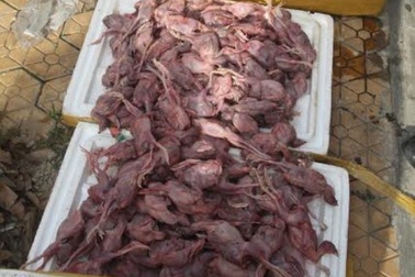 Phát hiện hàng ngàn con chim cút, hàng trăm chân giò heo thối trên xe khách