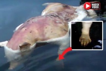 Xôn xao sự xuất hiện của sinh vật lạ đầu lợn tay người