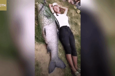 Bắt được cá trắm khổng lồ nặng hơn 50kg to bằng người trưởng thành