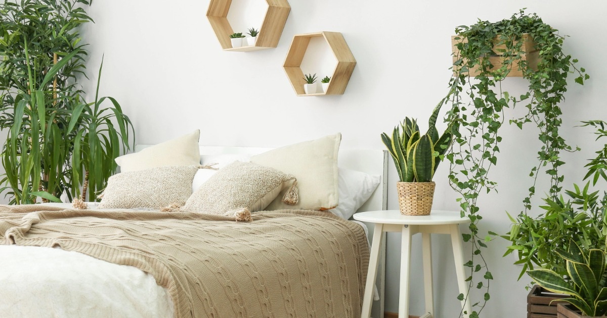 7 loại cây bạn nên đặt trong nhà để ngủ ngon, an thần và lọc khí