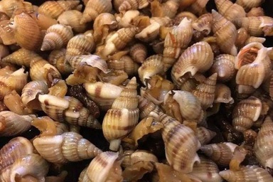 Khánh Hòa: 2 thanh niên bị ngộ độc ốc “lạ” đã được xuất viện