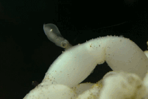 Cận cảnh khoảnh khắc hiếm thấy khi mực ống con nở ra từ trứng