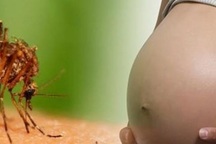 Bệnh đầu nhỏ do Zika chỉ phát hiện vào cuối thai kỳ