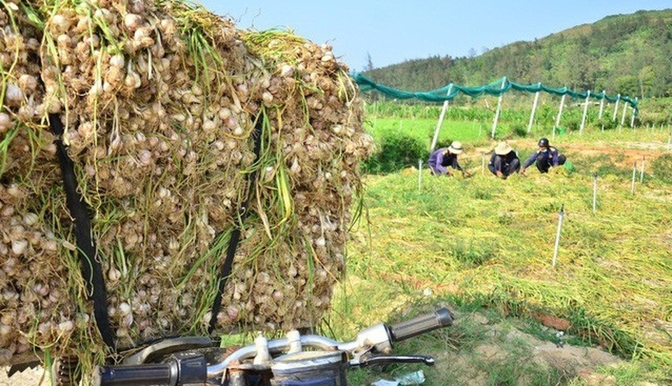 Quảng Ngãi: Ngăn chặn tỏi từ đất liền ra đảo khoác áo tỏi Lý Sơn - 2 Quảng Ngãi: Ngăn chặn tỏi từ đất liền ra đảo khoác áo tỏi Lý Sơn - 2
