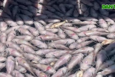 Cá chết hàng loạt trên lòng hồ thủy lợi Ia Mơr