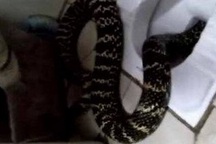 Kinh hãi phát hiện rắn chui lên từ... bồn cầu