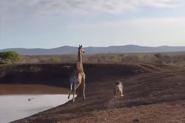 Sư tử đực định tấn công hươu cao cổ để ăn thịt và cái kết