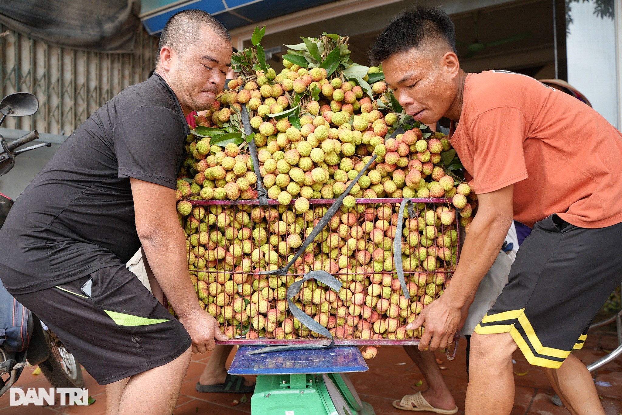Thủ phủ vải sớm Tân Yên được mùa, người dân phấn khởi thu hoạch - 8 Thủ phủ vải sớm Tân Yên được mùa, người dân phấn khởi thu hoạch - 8