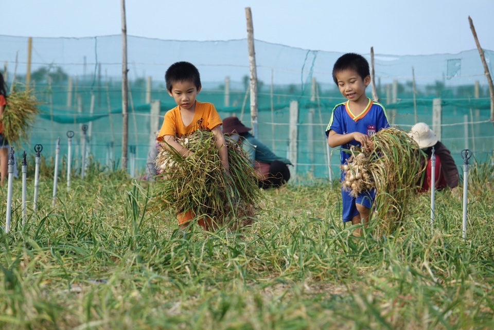 Vào mùa thu hoạch “vàng trắng” trên đảo tiền tiêu - 4 Vào mùa thu hoạch “vàng trắng” trên đảo tiền tiêu - 4