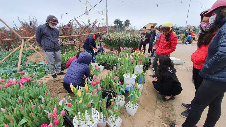Quan niệm năm kép tài lộc nhân đôi, dân Hà Nội săn lùng hoa Tuy Líp nhiều cánh - 2 Quan niệm năm kép tài lộc nhân đôi, dân Hà Nội săn lùng hoa Tuy Líp nhiều cánh - 2