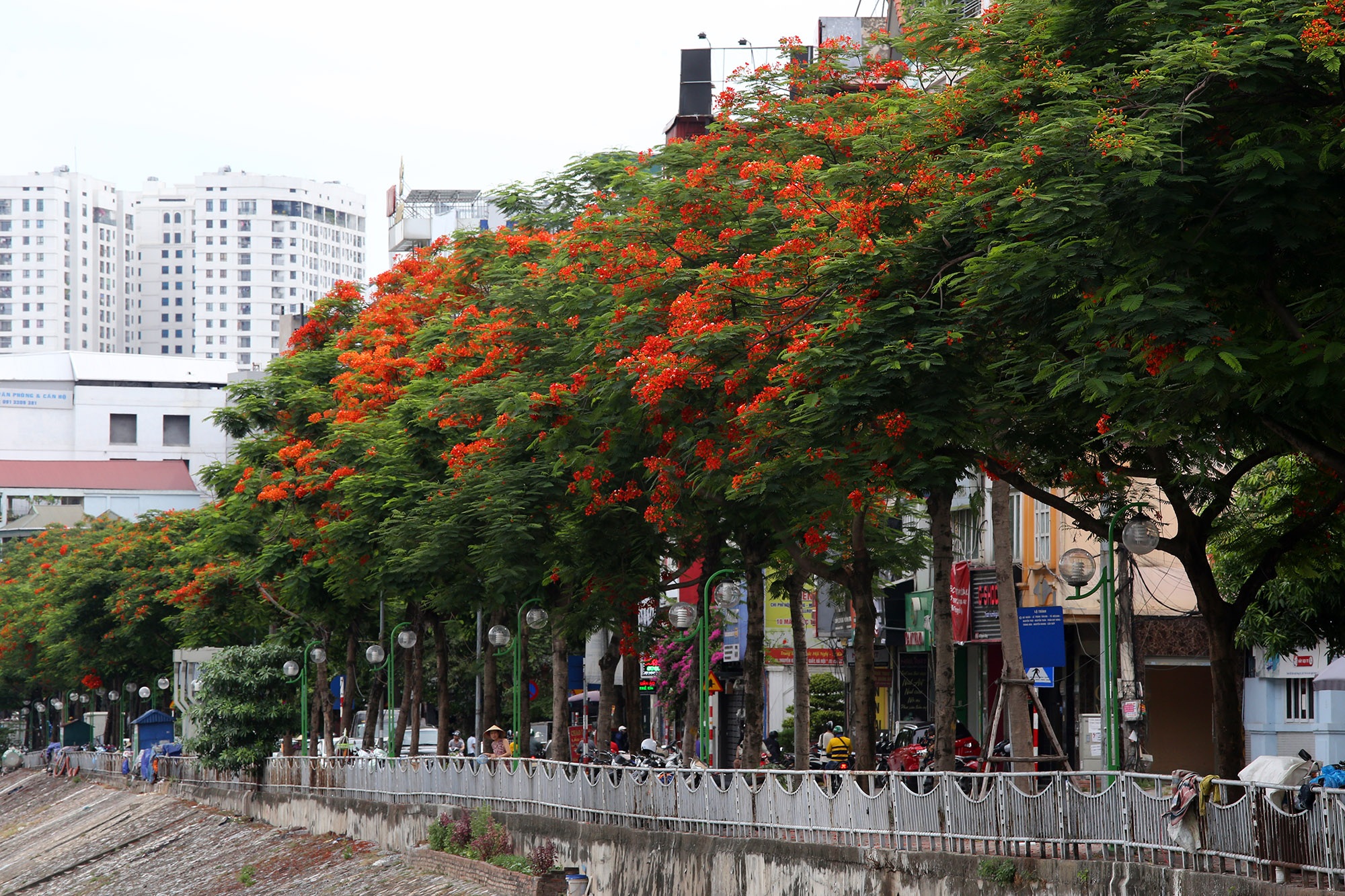 Hà Nội đẹp rực rỡ với dải phượng vĩ dài 8km - 6 Hà Nội đẹp rực rỡ với dải phượng vĩ dài 8km - 6