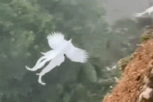 Nổi bật tuần qua: Sự thật về video chim phượng hoàng tung cánh giữa trời