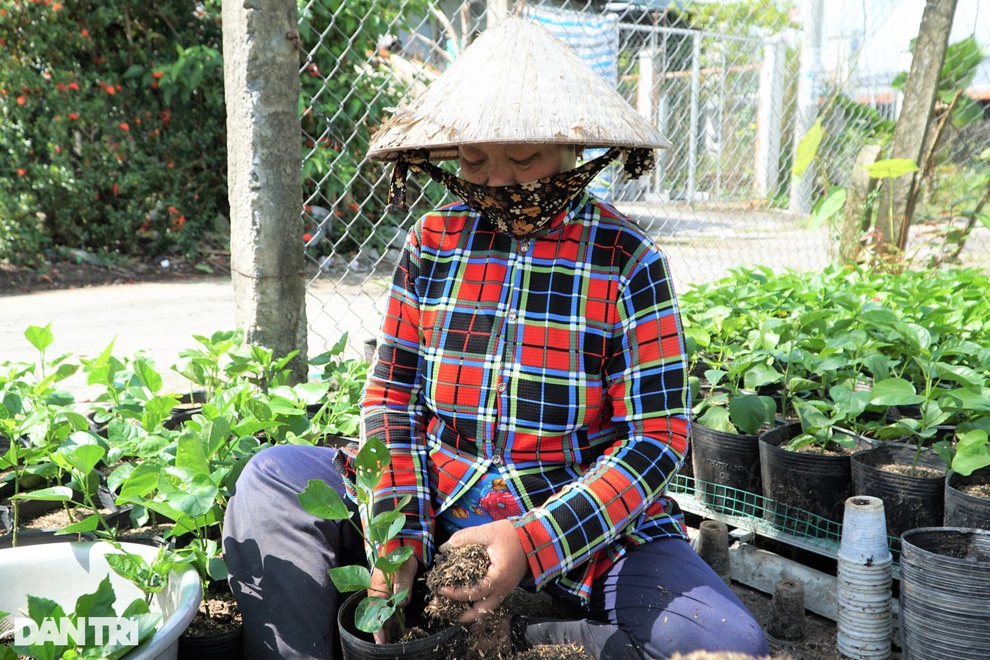 Người dân làng hoa trăm tuổi vừa chuẩn bị hàng tết vừa lo Covid-19 - 1 Người dân làng hoa trăm tuổi vừa chuẩn bị hàng tết vừa lo Covid-19 - 1