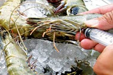 Bắt quả tang bơm tạp chất vào 150 kg tôm nguyên liệu   